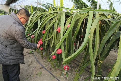 火龍果葉子|火龍果種植